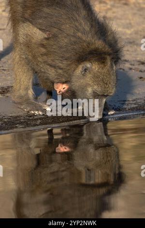 Primo piano del babbuino chacma (Papio ursinus) con il bebè, Parco Nazionale del Chobe, Botswana, Africa Foto Stock