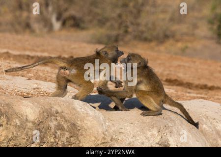Babbuini di Chacma (Papio ursinus), combattimenti teatrali, Parco Nazionale del Chobe, Botswana, Africa Foto Stock