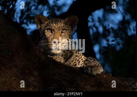 Leopard (Panthera pardus) giovane maschio, riserva di caccia Mashatu, Botswana, Africa, Africa Foto Stock