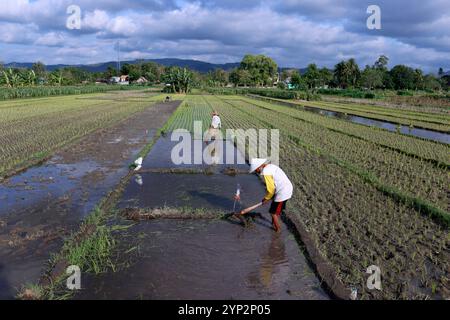 Agricoltore che piantina piantine di riso, giovani germogli di riso in un campo, Yogyakarta, Giava, Indonesia, Sud-est asiatico, Asia, Asia Foto Stock