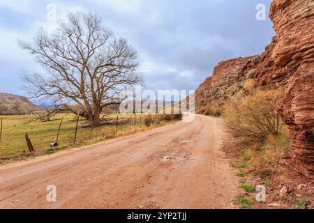 Una strada sterrata con un albero al centro. La strada è circondata da una recinzione e il cielo è nuvoloso Foto Stock