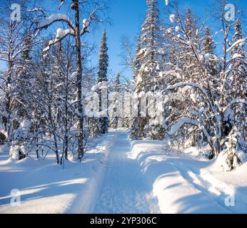 Giornata di sole nella foresta finlandese. Un percorso libero tra grandi abeti innevati Foto Stock