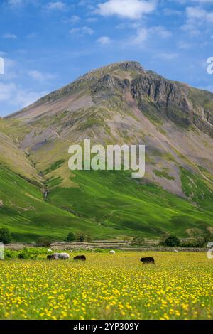 Pecore e agnelli Herdwick in un prato di fiori selvatici nel fondovalle a Wasdale Head, con pennarelli sullo sfondo. Cumbria, Regno Unito. Foto Stock