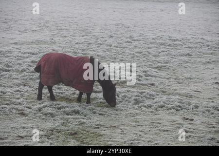 Un cavallo che pascolava in un campo ghiacciato, Warwickshire, Regno Unito Foto Stock