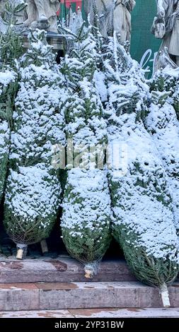 Alberi di Natale in vendita. Impilati in pacchetti alti nei dettagli del parcheggio del magazzino. Abete rosso confezionato in rete Foto Stock