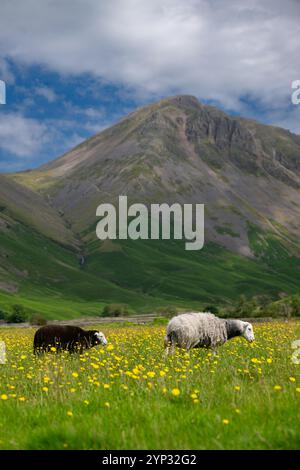 Pecore e agnelli Herdwick in un prato di fiori selvatici nel fondovalle a Wasdale Head, con pennarelli sullo sfondo. Cumbria, Regno Unito. Foto Stock