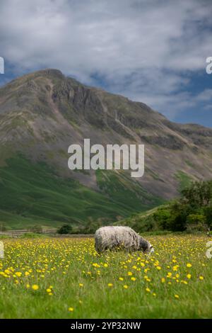 Pecore e agnelli Herdwick in un prato di fiori selvatici nel fondovalle a Wasdale Head, con pennarelli sullo sfondo. Cumbria, Regno Unito. Foto Stock