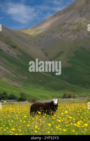 Pecore e agnelli Herdwick in un prato di fiori selvatici nel fondovalle a Wasdale Head, con pennarelli sullo sfondo. Cumbria, Regno Unito. Foto Stock