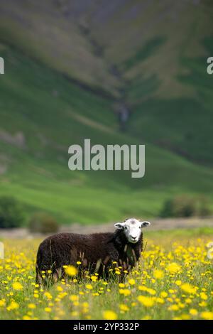 Pecore e agnelli Herdwick in un prato di fiori selvatici nel fondovalle a Wasdale Head, con pennarelli sullo sfondo. Cumbria, Regno Unito. Foto Stock