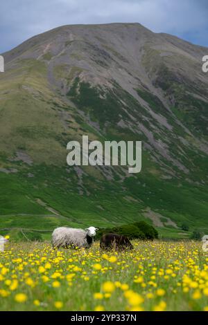 Pecore e agnelli Herdwick in un prato di fiori selvatici nel fondovalle a Wasdale Head, con pennarelli sullo sfondo. Cumbria, Regno Unito. Foto Stock