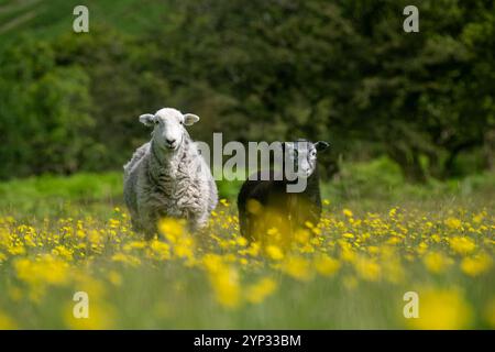 Pecore e agnelli Herdwick in un prato di fiori selvatici nel fondovalle a Wasdale Head, con pennarelli sullo sfondo. Cumbria, Regno Unito. Foto Stock