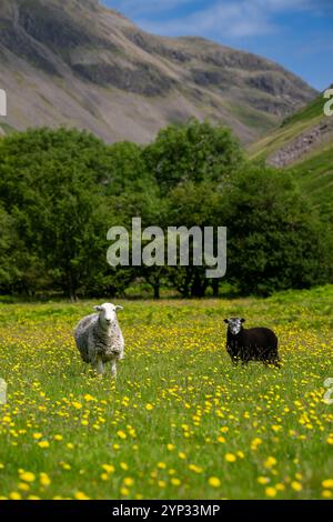 Pecore e agnelli Herdwick in un prato di fiori selvatici nel fondovalle a Wasdale Head, con pennarelli sullo sfondo. Cumbria, Regno Unito. Foto Stock