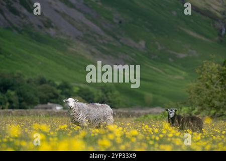 Pecore e agnelli Herdwick in un prato di fiori selvatici nel fondovalle a Wasdale Head, con pennarelli sullo sfondo. Cumbria, Regno Unito. Foto Stock