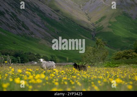 Pecore e agnelli Herdwick in un prato di fiori selvatici nel fondovalle a Wasdale Head, con pennarelli sullo sfondo. Cumbria, Regno Unito. Foto Stock