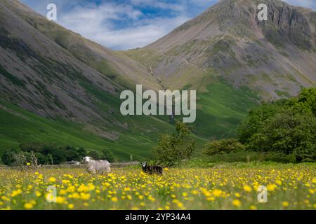 Pecore e agnelli Herdwick in un prato di fiori selvatici nel fondovalle a Wasdale Head, con pennarelli sullo sfondo. Cumbria, Regno Unito. Foto Stock