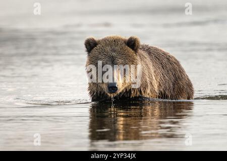 La luce del mattino presto riscalda un orso Kodiak in un fiume in Alaska Foto Stock