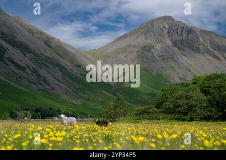 Pecore e agnelli Herdwick in un prato di fiori selvatici nel fondovalle a Wasdale Head, con pennarelli sullo sfondo. Cumbria, Regno Unito. Foto Stock