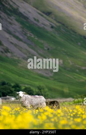 Pecore e agnelli Herdwick in un prato di fiori selvatici nel fondovalle a Wasdale Head, con pennarelli sullo sfondo. Cumbria, Regno Unito. Foto Stock