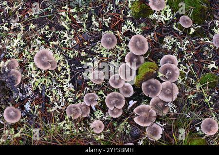 Gruppo di funghi Tricholoma terreum o funghi noti come funghi cavalieri grigi o funghi Tricholama sporchi che crescono tra Lichen e Moss Foto Stock