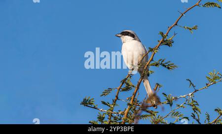 Il Southern Shrike è un piccolo uccello predatorio con un becco forte e agganciato. Ha una distintiva maschera nera sugli occhi e una parte posteriore grigia con un bianco Foto Stock