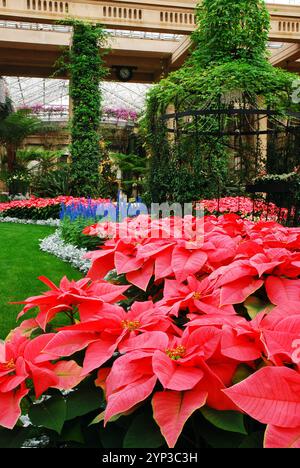 Le Poinsettias crescono in un atrio a Natale Foto Stock