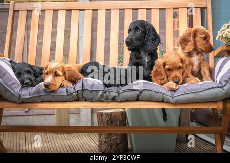 Tre Cocker spaniel nero e tre cuccioli dorati nel giardino del Surrey Foto Stock