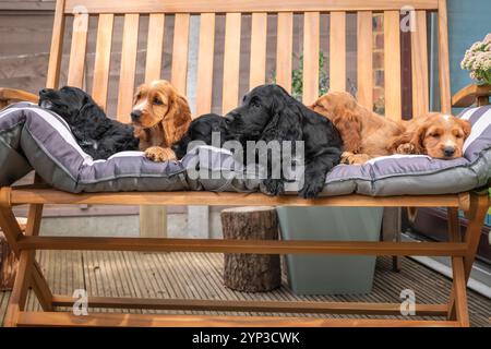Tre Cocker spaniel nero e tre cuccioli dorati nel giardino del Surrey Foto Stock