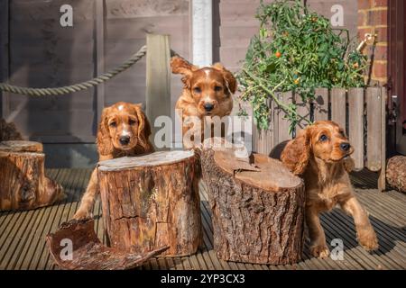 Tre cuccioli di Cocker spaniel dorati nel giardino del Surrey Foto Stock