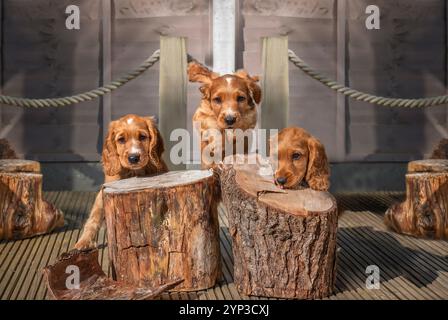 Tre cuccioli di Cocker spaniel dorati nel giardino del Surrey Foto Stock