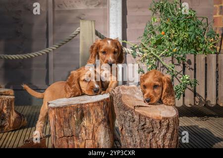 Tre cuccioli di Cocker spaniel dorati nel giardino del Surrey Foto Stock
