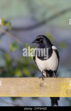 Vista dettagliata, ravvicinata e ritratto di un bellissimo uccello magpie selvaggio del Regno Unito (Pica pica) rivolto verso la parte anteriore, isolato su una recinzione che gode del sole autunnale. Foto Stock