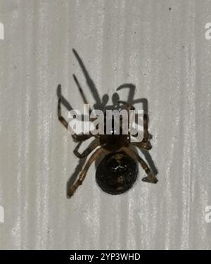 Ragno di coniglio Hutch (Steatoda bipunctata) Foto Stock