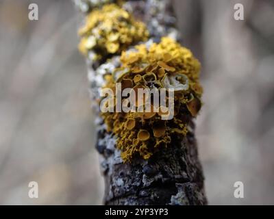Sunburst Lichen con cuscinetto a spillo (Polycauliona polycarpa) Foto Stock