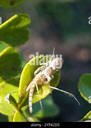 Ragno saltellante con mascelle bianche (Hentzia mitrata) Foto Stock