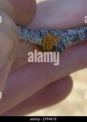 Sunburst Lichen con cuscinetto a spillo (Polycauliona polycarpa) Foto Stock