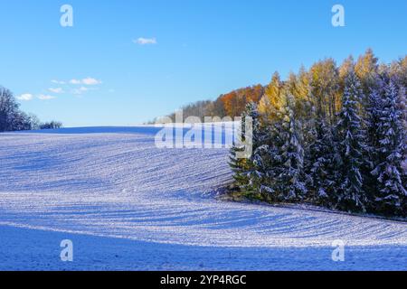 Boschetto di pioppi e pini verdi nella neve precoce in una mattina fredda nella brillante luce dorata dell'alba Foto Stock