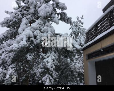 Alti alberi drappeggiati da spessi strati di neve creano un paese delle meraviglie invernali all'esterno di un edificio moderno. L'atmosfera serena suggerisce una giornata tranquilla e fredda Foto Stock