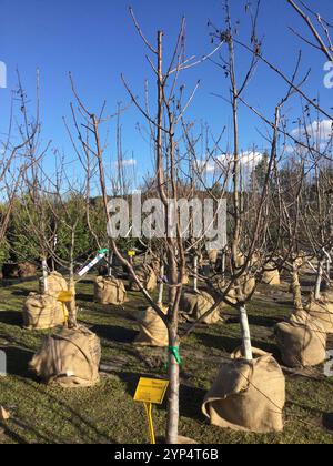I giovani alberi sono avvolti in bavalle e pronti per essere piantati in un vivaio. Il cielo azzurro e le morbide nuvole creano un'atmosfera luminosa, mettendo in risalto il Foto Stock
