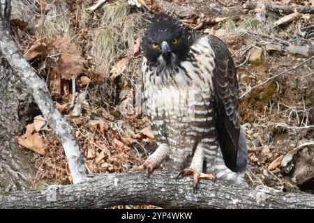 Falco di montagna (Nisaetus nipalensis) Foto Stock