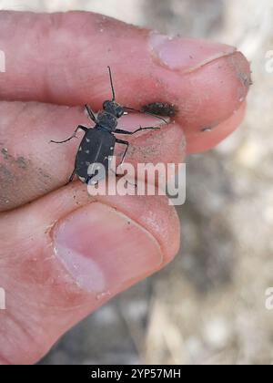 Coleottero tigre a dodici macchie (Cicindela duodecimguttata) Foto Stock