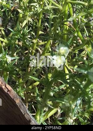 Cardo Russo meridionale (Salsola australis) Foto Stock