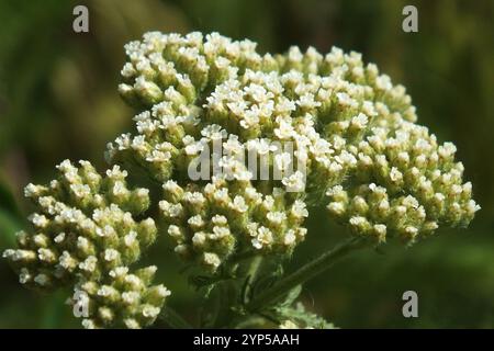 Yarrow nobile (Achillea nobilis) Foto Stock