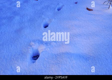 Impronte di animali selvatici sulla neve Foto Stock