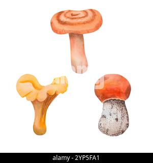 Set di funghi commestibili. Funghi forestali acquerelli funghi pioppi, russola, tappo di latte allo zafferano e funghi canterelle. Disegnato a mano per il tuo progetto Foto Stock