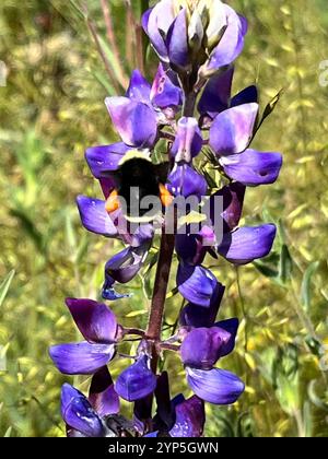 Bumble Bee dalla faccia gialla (Bombus vosnesenskii) Foto Stock