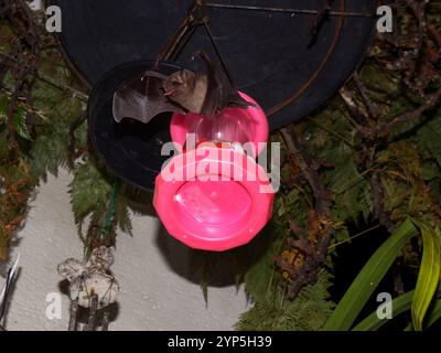 Pipistrelli dal naso foglia del nuovo mondo (Phyllostomidae) Foto Stock