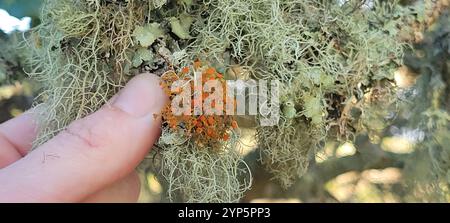 Golden Hair-lichen (Teloschistes flavicans) Foto Stock