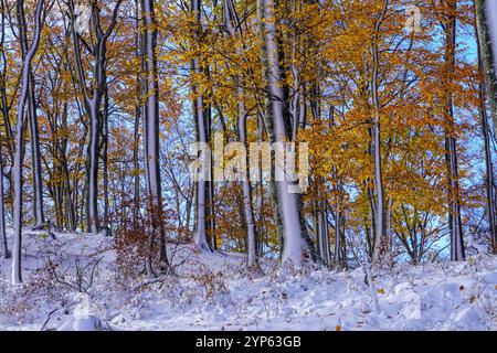 Le foglie secche e la prima neve si trovano a terra in un parco cittadino sullo sfondo di alberi gialli Foto Stock