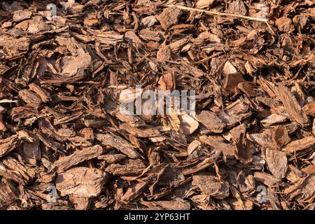 Un primo piano dettagliato di pacciame di legno naturale, ideale per il paesaggio, il giardinaggio o concetti agricoli. Foto Stock
