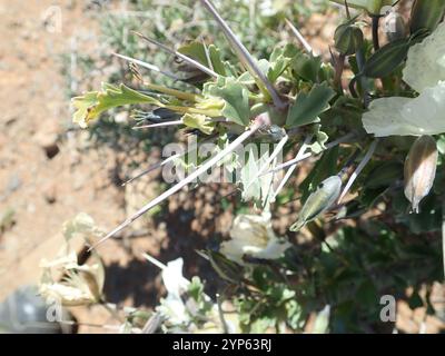 Candela Bushman (Monsonia crassicaulis) Foto Stock